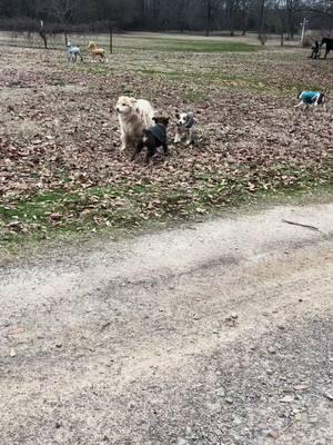 1-7-2025 Getting the new bale of alfalfa moved to #1. Got alfalfa and grass hay put in #2 for Casey’s horses. Ready for the snow on Thursday. Even if it doesn’t snow, feed, water and hay is in the barn with each set of horses! .                           ##Solgohachia##Arkansas##SnowComing##Cold##HorsesofTikTok##Mulesoftiktok##Dogsoftiktok##LoveMyLife♥️