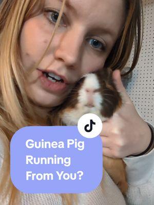 Does your guinea pig hate you???? Probably not! #guineapigs #guineapigtips #guineapig 