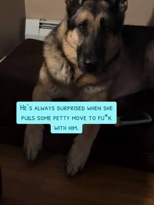 #germanshepherd #Siblings #dogmom #foryoupageofficial #fyp #bigbrother #littlesister #gsd #dog #pet #PetsOfTikTok #dogsoftiktok #gsdoftiktok #bitch 