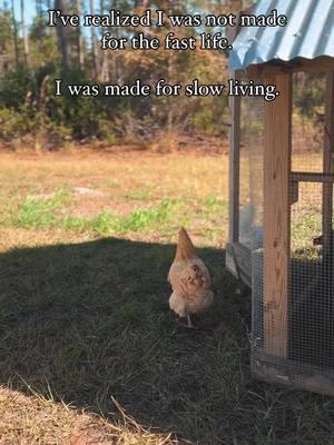 I’ve realized I was not made for the fast life…I was made for slow living. Being intentional, and true to what means most to me. 💛 #halefamilyhomestead #backyardchickens #homesteadlife #homestead #homesteadmama #homesteader #howtohomestead #farmlife