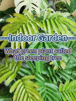 #gardening101 #indoorgarden #gardenplants #indoorplants #homegarden #plantcare #indoorplanting #plantcaretips #houseplants 