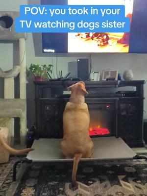 here's to always having the subtitles on #tvwatchingdog #dogsthatwatchtv #doguedebordeaux #princessbeatricethemastiff #sweetadelinethemastiff 