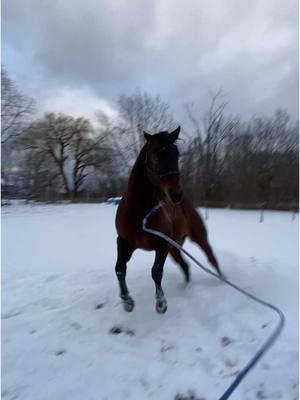 So proud of himself for showing off his karate skills #horse #gelding #bay #barrelracer #barrelhorse #fresh #cold #navicular 