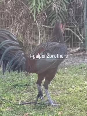 Prieto Peruano Huascar #galpon2brothers #galloperuanonavajero #galloperuanonavajero #gallosfinos #galloperuano #gamefowl #gamefowllife #gamefowlbreeder #gallos #huascar