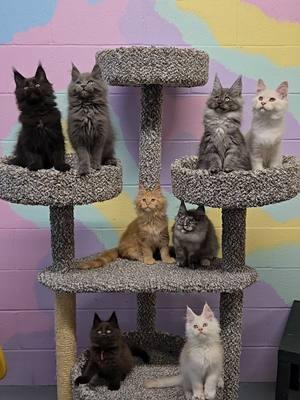 Maine Coon kittens are our specialty! #windyhillpets.com #kathyskattery #mainecoonkitten #availablekittens #mainecoon #bigcats #gentlegiants 