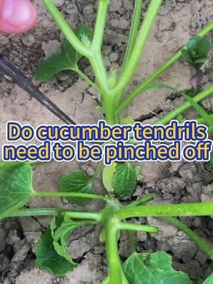 #planting #agriculture #plantingseason #agricultura #plantlife #agricultor #planttips #agriculturelife #cucumberplant 