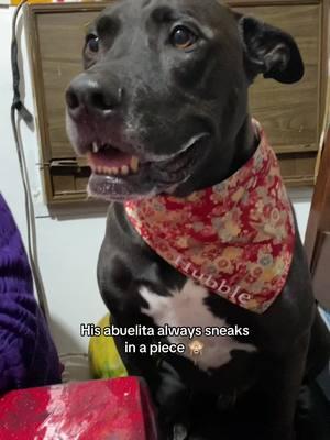 His abuelita always gives him food 🙈 but she does make sure it’s safe for him 🐾 #chonkymutt #mexicantiktok #abuelita #nuevageneracióndenietos 