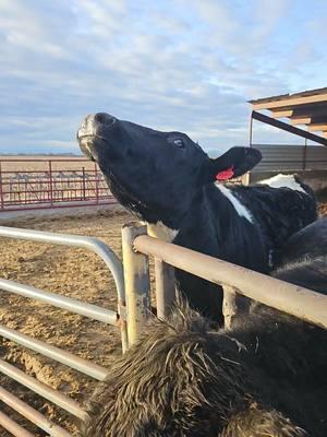 this part of farming/ranching is my least favorite.  ( these parts i guess) #iykyk #farmer #farmgirl #ranching #beefproducer #beef #farmlifestyle #farmers #farmlife #cattle #cows #Holstein #Angus #redangus #blackangus 