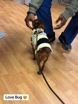 Spreading all of my love with tail wags and big smiles ❤️!! #lovebug #tailwag #therapydog #sweater #nautical #nurse #Love #fy #dogsofttiktok 