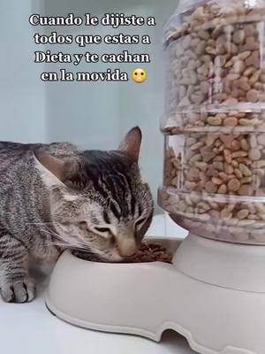 cuando dijiste que empezabas la dieta el 1 de enero #fyp  #gatos  #gatitostiktok  ##gatosgraciosos  #cats  #ladieta  #ladietaparadespues  #diablosseñorita 