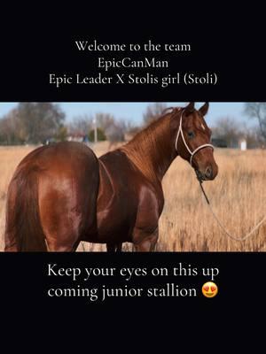 My newest baby 😍 #epiccanman #epicleader #stoli #cheyennerondeaux #fyp #stallion #barrelracing #apsaalooke 