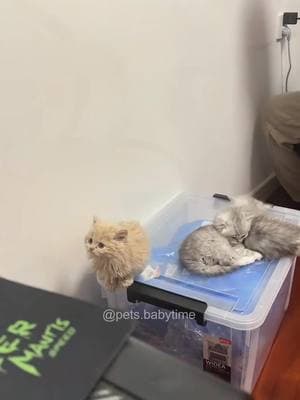 Kittens are so cute🥰🥰#foryou #fyp #fypシ #funny #funnyvideos #funnyvideo #cat #cats  #cutecat #catsoftiktok #catlover #funnycat #funnytiktok #funnyanimal #kitty 