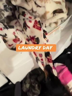 #henrythedachshund #fypシ #laundry#day#blankiesquad #minidoxielife