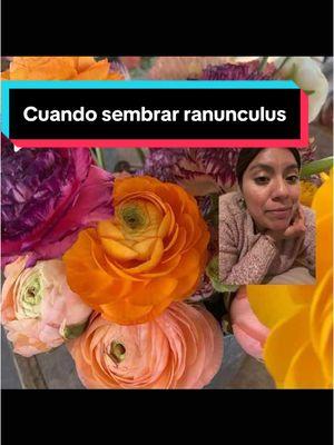 Replying to @itstexasforme Cuando se siembran los ranunculus #flowers #flowerfarming #latina #latinaflowerfarmer #flores #jardineria #ranunculus #gardentok #plantsoftiktok #planttiktok #rananculas 