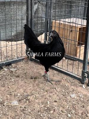 Direct Pure Black Rk Mug Brood Hen Just Got Today This Black Beauty Going Straight To My Direct RK Blue Mug My Brood 🌚👹🩸🔥🏆💪🏽 #209#602#gallosfinos💯#gallosdeconbate #gallinos#fyp#foryou#finikera#savalafarms#viral 