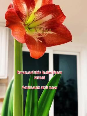 #streakreminder #creatorsearchinsights #creatorsearchinsight #flowertok #amaryllis #bulbs #flowers #PlantTok #plantmom #planttiktok #plantlover #plantlove #indoorplants #planttips 