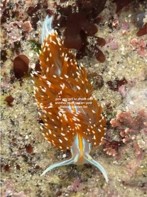 opalescent nudibranch superiority!! the one and only ive seen but just such a beauty <3 #california #naturalist #pacificocean #STEM #centralcalifornia #marinelife #wildlife #montereybay #tidepool #lowtide #conservation 