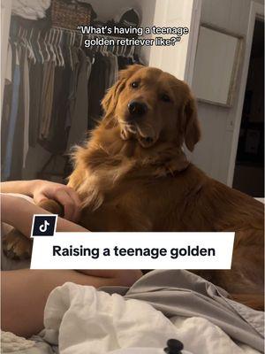 IYKYK 👀 #goldenretrieverpuppy #goldenpuppies #goldenretrieverlife #goofydogs #goofypuppies #capecod #capecoddogs #firstbornson #goldenson #capecoddog #goldenretrievermoms #puppybrands #chewy #dogsandboats #dogaffiliateprograms #boatingdog #dayinthelifeofgolden #havingagoldenretrieverbelike Day in the life of benny, day in the life of golden retriever, summer dogs, cape cod dogs, day in the life on cape cod, boating dogs