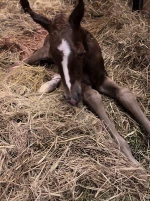 There is no better thing than to be able to witness the beginning of a new life. This filly was born at 1am on 1/7/25 after only a 5.5min delivery and she is absolutely perfect 🥰#foalingseason #aqhaproud #foalwatch #ncha #foalsoftiktok #newborn #fyp 