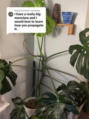 Replying to @Cindy #monstera #propagate #propagatemonstera #plants #plantsoftiktok #plantlover #loverofplants #plantsobsessed #growsomething #indoorplants #happygardening 