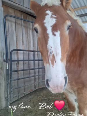 my love for this boy is BIG - he is perfect and so very, very special. #belgiandrafthorse #BIGs #draftyfarms #ourheaven #barnlife #blessed #mainelife #focusonthegood #staypositive #Bob 