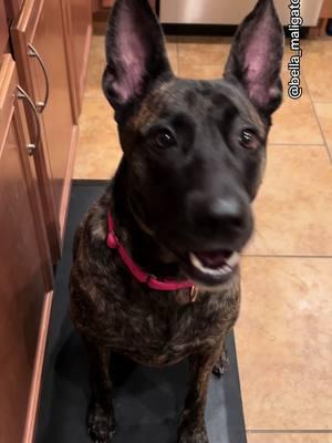 Promoted to kitchen supervisor #belladog #malinoismastiff #foodtax #crunchycarrots #spittingdog #automatictrashcan 