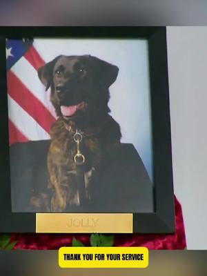 Final farewell of af hero K9 Jolly #k9 #dog #heartbreak #farewell #dogsoftiktok #foryoupage 