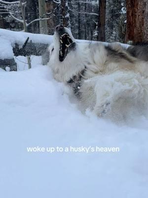 can’t have a bad day when it starts with fresh ❄️❄️ #husky #dogsoftiktok #fyp #colorado #snowdogs  