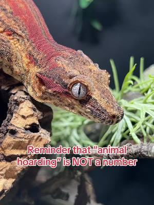 It’s not like there’s a set number… animal hoarding is classified when the amount of pets someone owns has exceeded their ability to provide them with proper care. This includes proper space, vet care, dietary needs, sanitation, etc. you can be a hoarder with 6 pets and an amazing owner with 60+ and vice versa. If someone can handle that many pets ethically, there’s nothing wrong with it. #pets #gecko #snake #reptilemom #properanimalcare #gargoylegecko #reptile #bird #reptileroom #fish #invert 