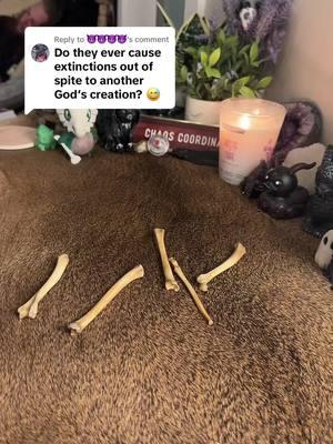 Replying to @😈😈😈😈 #witchtok #thatbonelady #witchtoker #witchcraft #witchy #witchesoftiktok #bonereading #witch #bonethrowing #osteomancyreading #bonetoss #osteomancy #divination 