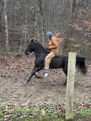 Wild thang #rockymountainhorse #fyp #racking #ewhtrailhorses #horse #horsesoftiktokforyoupage 