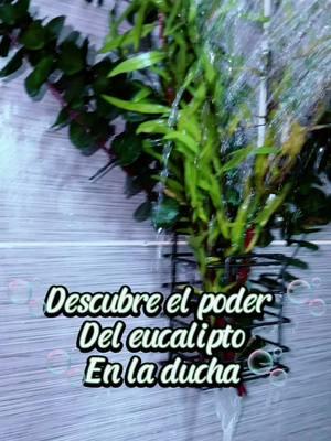 Describe los beneficios del eucalipto en tu ducha #eucalyptus #eucalyptusshower #eucalipto #fypシ #paratii #healthy #spa #reels__tiktok #bootcampuntalfredo #creatorsearchinsights 