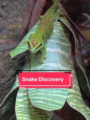 I totally forgot this video in my drafts from the beginning of December! whoops! #snakes  #snakediscovery #minnesota #mn #sota #rattlesnake #daygecko #geckos #chameleon #reptiles  #giantdaygecko #reptilecare 