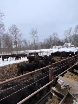 Just another day #blackangus #eatbeef #agriculture #cattle #feedercalves 