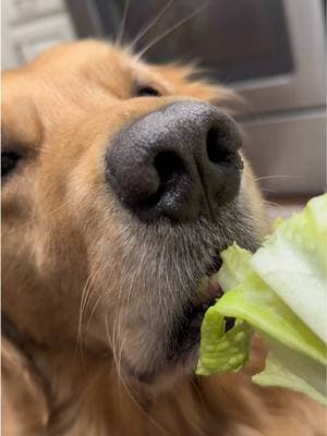 This really might be his best work 😂🥬 #tuckerthegentlegolden #fypシ #dogtricks #fypシ゚viral #gentledog #tuckerthegolden #dogtok #dogsoftiktok 