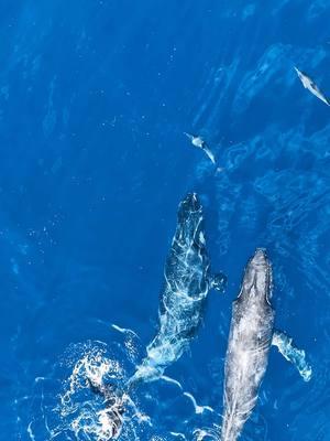 🙏🏽🤙🏽 more mornings like this for the winter #whales #hawaii #ocean 