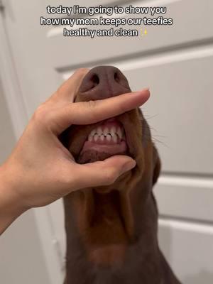 we are obsessed with the @Pet Honesty dental powder!! no more stinky breath, and look at those pearly whites 😍 #dogsoftiktok #dobermans #trending #dobermanpinscher #pethonesty #dentalpowder #dogdental 