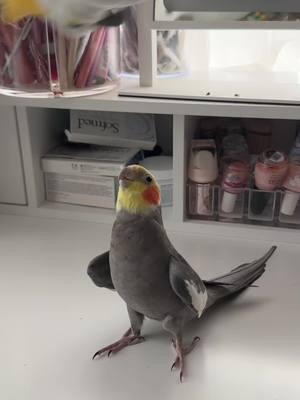 Thank you for vocalizing your concerns, Yums #cockatiel #parrot #bird #yumyumthetiel #parrotsoftiktok #cockatielsoftiktok 