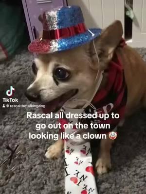 He’s still spunky, handsome, talkative and has a style of his own.😀🙏🐕#fy #walmart #senior #2025 #prayingdog #talkingdog #dogsoftiktok #chihuahua #chihuhuasoftiktok #pet #PetsOfTikTok #jesus #adorable #rescuedog #God #cutedog 