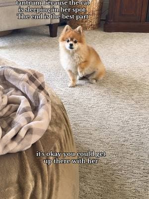 And the award for most dramatic goes to… #pomeranian #dogtok #fyp #funnydog #funnydogvideos 