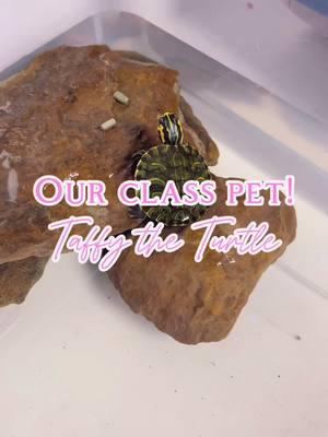 Surprised my students with a class pet today! Meet Taffy the Turtle! 🐢  #teacher #texasteacher #classpet #turtle #teachersoftiktok #firstgrade 