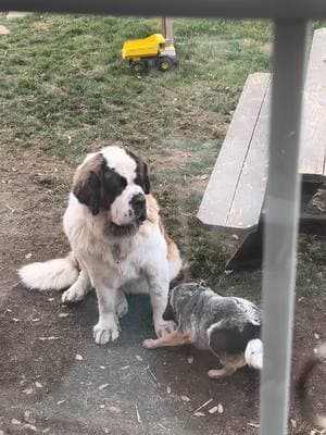 My Posie is a patient angel 🤍 #heelersoftiktok #heelers #baddogs  #saintbernard #TikTokShop #tiktokcreator #bigdog 