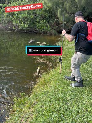 As soon as that big gator saw the fish she started coming for me. No worries though. We grew up together. 🤙🏼 **DISCLAIMER** If you think your cool by feeding a bass to the gators, you’re not. That ain’t it fam. That’s not how we roll. We’re already outnumbered by invasives. 🫡 #fishfrenzycrew #florida #alligator #largemouthbass #bassfishing #fish #americanalligator #gatordontplay #floridalife #floridafishing 