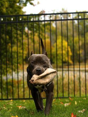 Cheesecake playing with his favorite football 🏈 😍 . #merle_mansion_bullies #merle #merlebullies #puppy #puppies #pitbull #pitbulls #minneapolis #minnesota #americanbullies #americanbully 