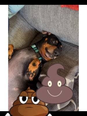 #henrythedachshund #fypシ #poo#cough#minidoxiesoftiktok #funnydoxielife