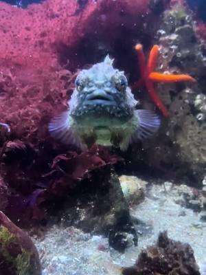 The worlds cutest fish, pacific spiny lumpsuckers. #salishsea #lumpsucker #verybeautifulverypowerful #pacificspinylumpsucker #pugetsound #visitgigharbor #portofseattle 