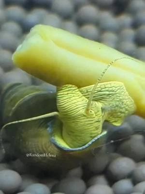 Old man Mr.Pickles and his green bean 💚 🐌Such a cutie 🐌   #petsnail #snail #elephantsnail #rabbitsnail #aquaticsnail #freshwatersnail #cutepets #tinypets #aquarium #snails #throwback #mrpickles #bean #RandomHelena 