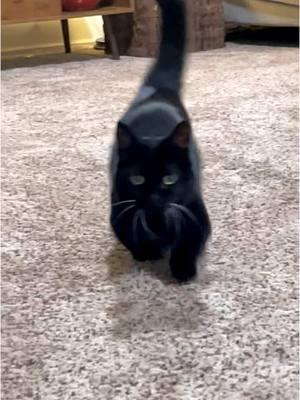 #munchkincat #blackcat #cutecat #shortcat #short #cats #cat #catsoftiktok #sausagecat #ohlawdhereshecome #cute #cuteanimals 