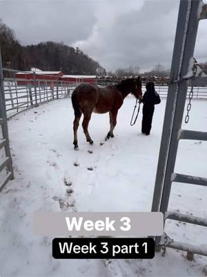 Gentling her mustang #best #horses #mustang #training #learnin #horsegirl #mustangchallenge #passion #learning #growingup 