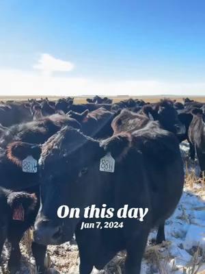 #onthisday she told me otherwise! #agriculture #cowshitmafia #positivity #funny #cows #farmlifeproblems #funnyvideos #comedy #farmlife 